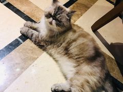 -猫色咖啡·猫咖