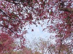 -紫马岭公园