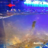 牛牛火锅，牛气冲天