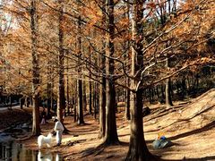-白水寺森林公园