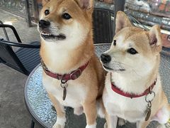 -柴犬高等学院·狗咖·柴犬售卖·宠物训练