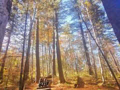 -五营红松林海景区