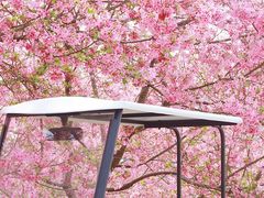 -天适樱花悠乐园