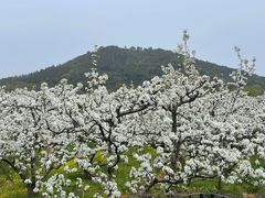 -树山生态村