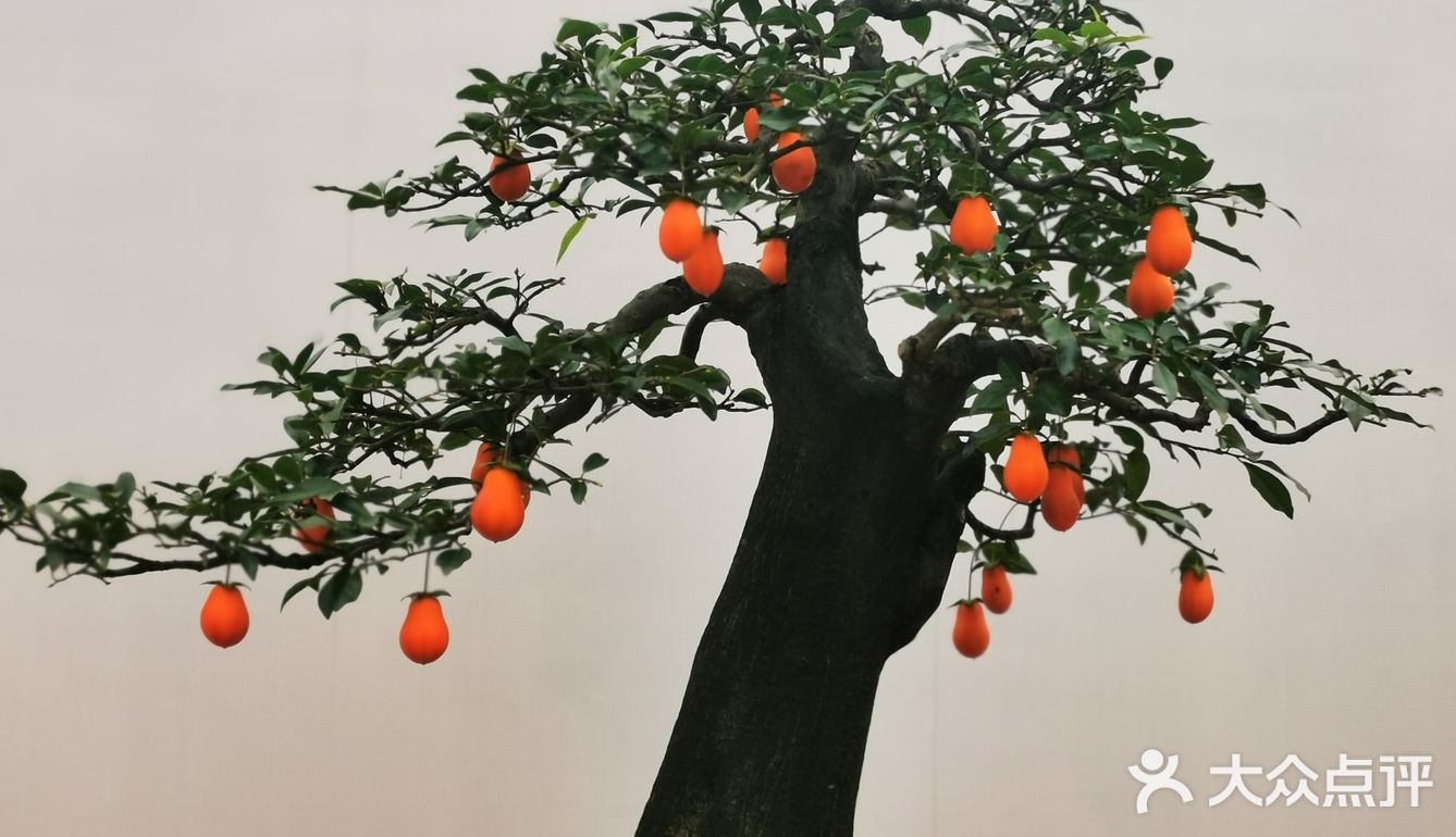 盆景艺术，匠心独具