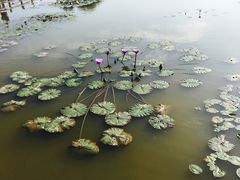 -大湾区中央湿地公园