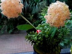 -火车头法国西餐厅