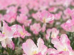 -苏州上方山国家森林公园