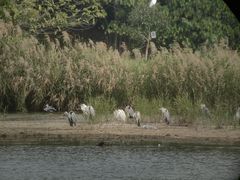 -福田红树林生态公园