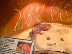 -上海大自然野生昆虫馆(东方明珠·爬宠昆虫探索中心)