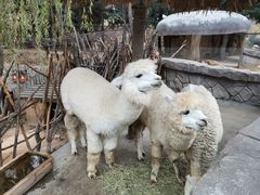 -青岛森林野生动物世界