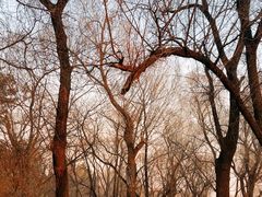 -长春市南湖公园