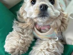 -萌宠之家·腊肠犬·马尔泰·小体犬舍