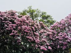 -梧桐山风景名胜区
