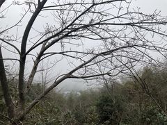 -江西阳明山国家森林公园