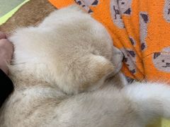 -逗柴咖啡屋·狗咖猫咖宠物桌游