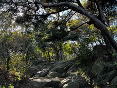 -鲁山国家森林公园