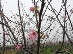 -天适樱花悠乐园