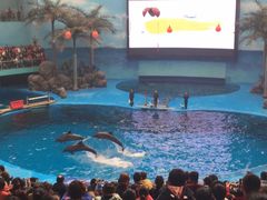 -海合安成都极地海洋公园