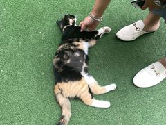 -回香楼大连新派清真菜