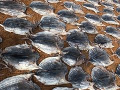 -尼甘布海鲜市场