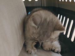 -安安宠医宠物医院·异宠·犬猫内科(岳阳分院)
