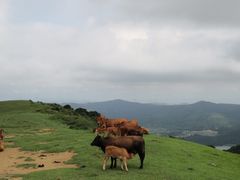 -大姆山草场