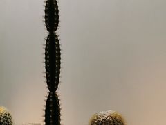 -喜茶(广州石牌桥店)