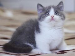 -Bastet sally猫舍购宠(静安店)