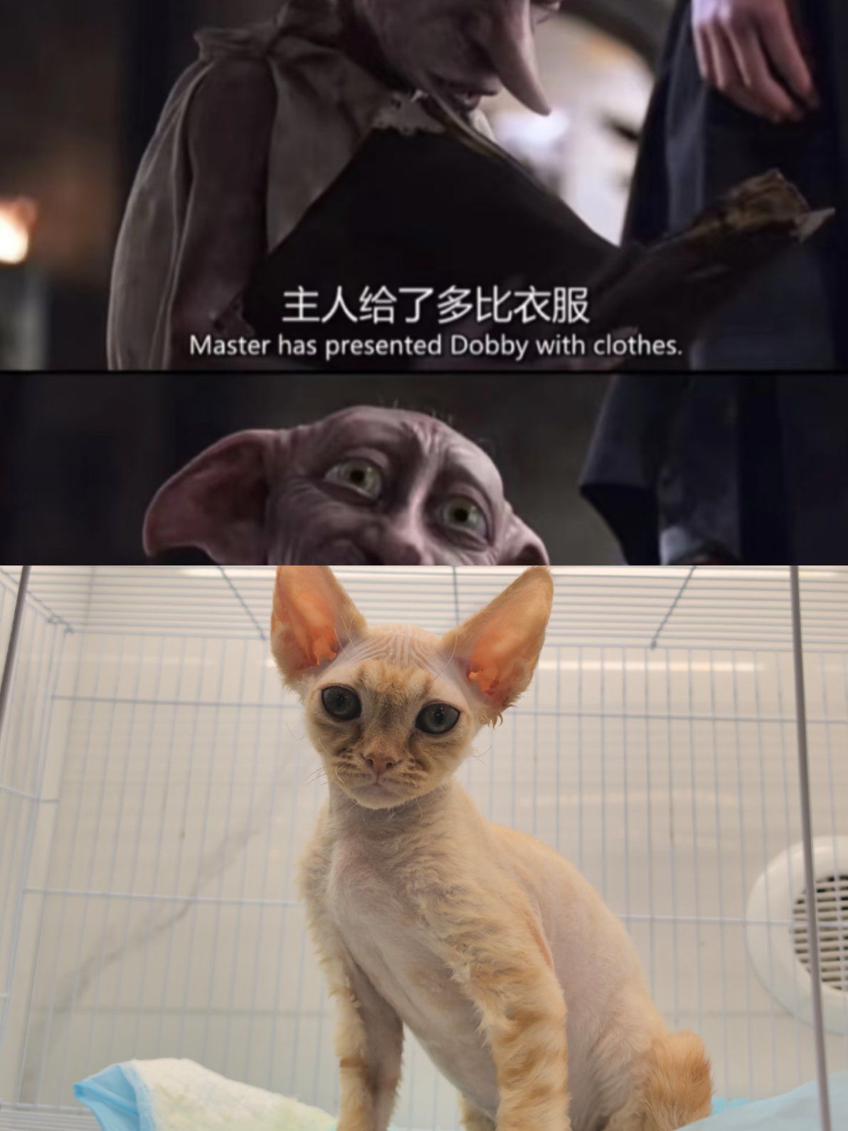 多比是一个自由的小精灵