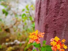 -羚羊峡古栈道森林公园