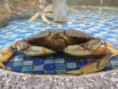 -海派美食·家宴海鲜青岛菜·石锅鲽鱼头(东方城店)