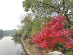 -上海海湾国家森林公园