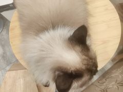-楼上猫咖(罗湖店)