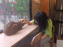 -豆逗聊愈猫阁Easy Life
