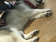 -Husky Go! 哈士奇体验馆·宠物咖啡厅狗咖