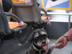 -帕帕拉兹宠物(亚洲旗舰店)