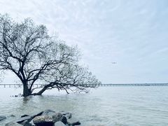 -宝安西湾红树林湿地公园