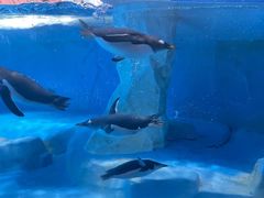 -海合安成都极地海洋公园