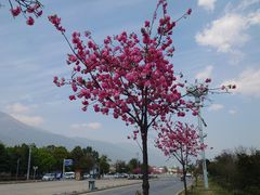 -崇圣寺三塔文化旅游区