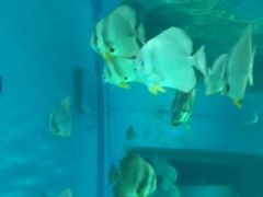 -北戴河圣蓝海洋公园