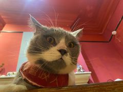 -猫色咖啡·猫咖