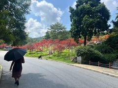 -广州市帽峰山景区