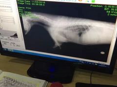 -哆趣宠物医院·眼科·内镜·急重症转诊中心(上海店)