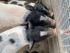 -石家庄市动物园