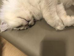 -猫腻·猫咖·撸猫馆(星光大道店)