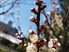 景观位-小仙居·农家宴烤羊· 农庄