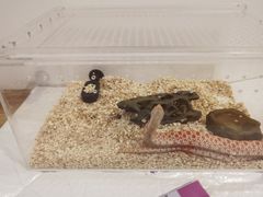 -酷以爬仙阁实体爬宠店·守宫·蜥蜴·专业繁育