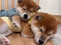 -柴犬小屋·柴餐厅·狗咖食堂(金鼎广场店)