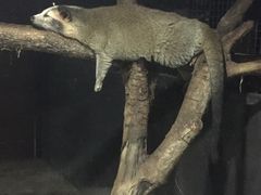 -清迈夜间动物园